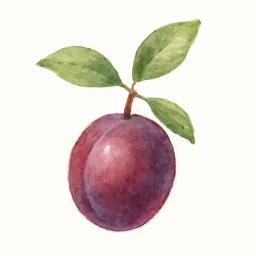 プラムのイラスト