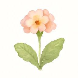 プリムラのイラスト