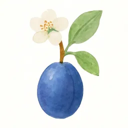 プルーンのイラスト