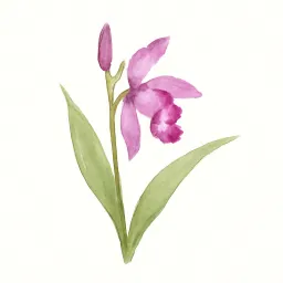 シランのイラスト