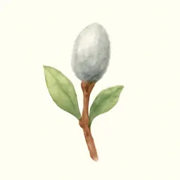 ネコヤナギのイラスト