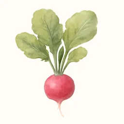 ラディッシュのイラスト