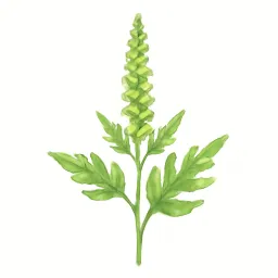 ブタクサのイラスト