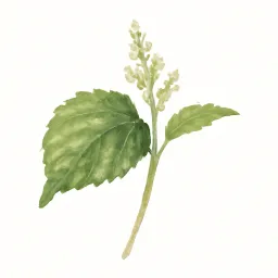 カラムシのイラスト
