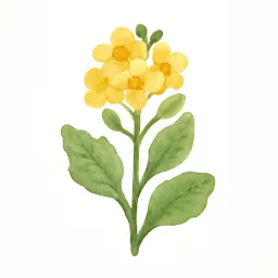 アブラナのイラスト