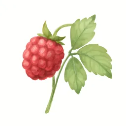 ラズベリーのイラスト