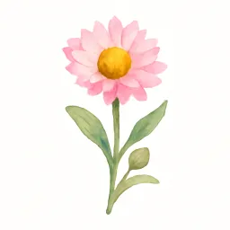 ローダンセのイラスト