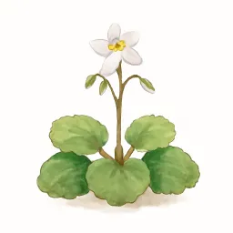 ユキノシタのイラスト