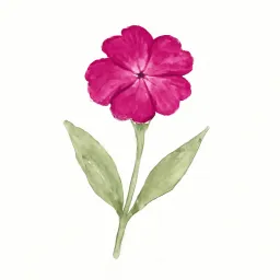 スイセンノウのイラスト