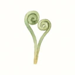 ゼンマイのイラスト
