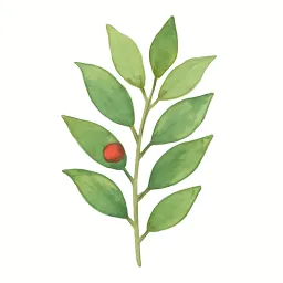 サカキのイラスト