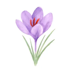 サフランのイラスト