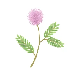 オジギソウのイラスト