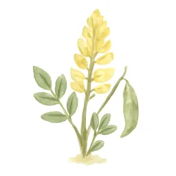 クララのイラスト