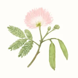 ネムノキのイラスト