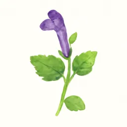 タツナミソウのイラスト