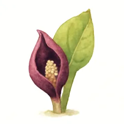 ザゼンソウのイラスト