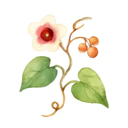 ヘクソカズラのイラスト