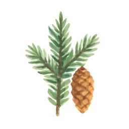 トウヒのイラスト