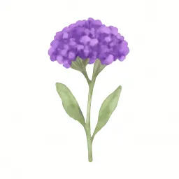 スターチスのイラスト