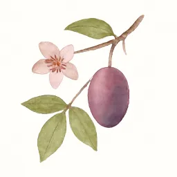 ムベのイラスト