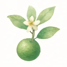スダチのイラスト