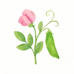 スイートピーのイラスト