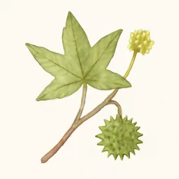 モミジバフウのイラスト