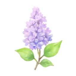 リラのイラスト