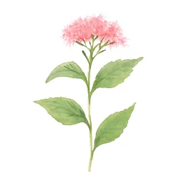 フジバカマのイラスト