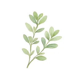 タイムのイラスト