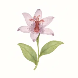 ホトトギスのイラスト