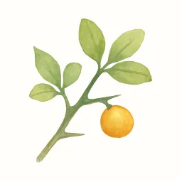カラタチのイラスト