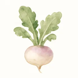 カブのイラスト