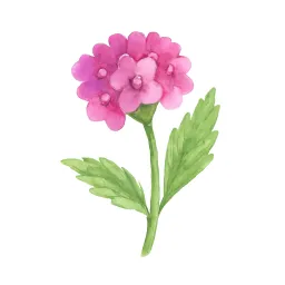バーベナのイラスト