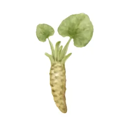 ワサビのイラスト