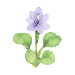 ホテイアオイのイラスト