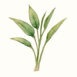 エンサイのイラスト