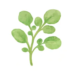 クレソンのイラスト