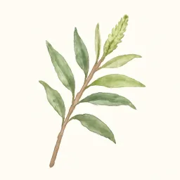 ヤナギのイラスト
