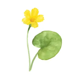 アサザのイラスト