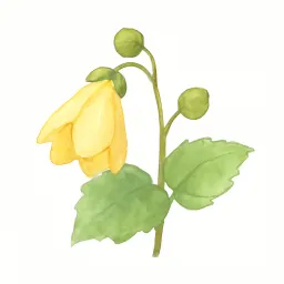 キレンゲショウマのイラスト