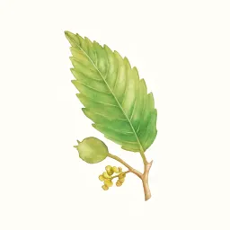ケヤキのイラスト