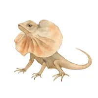 エリマキトカゲのイラスト