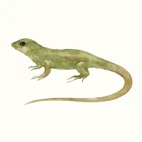 カナヘビのイラスト