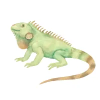 イグアナのイラスト