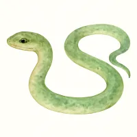アオダイショウのイラスト