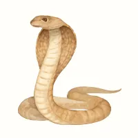 キングコブラのイラスト