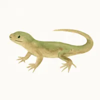 トカゲのイラスト