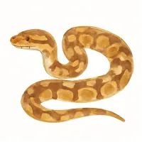 ニシキヘビのイラスト